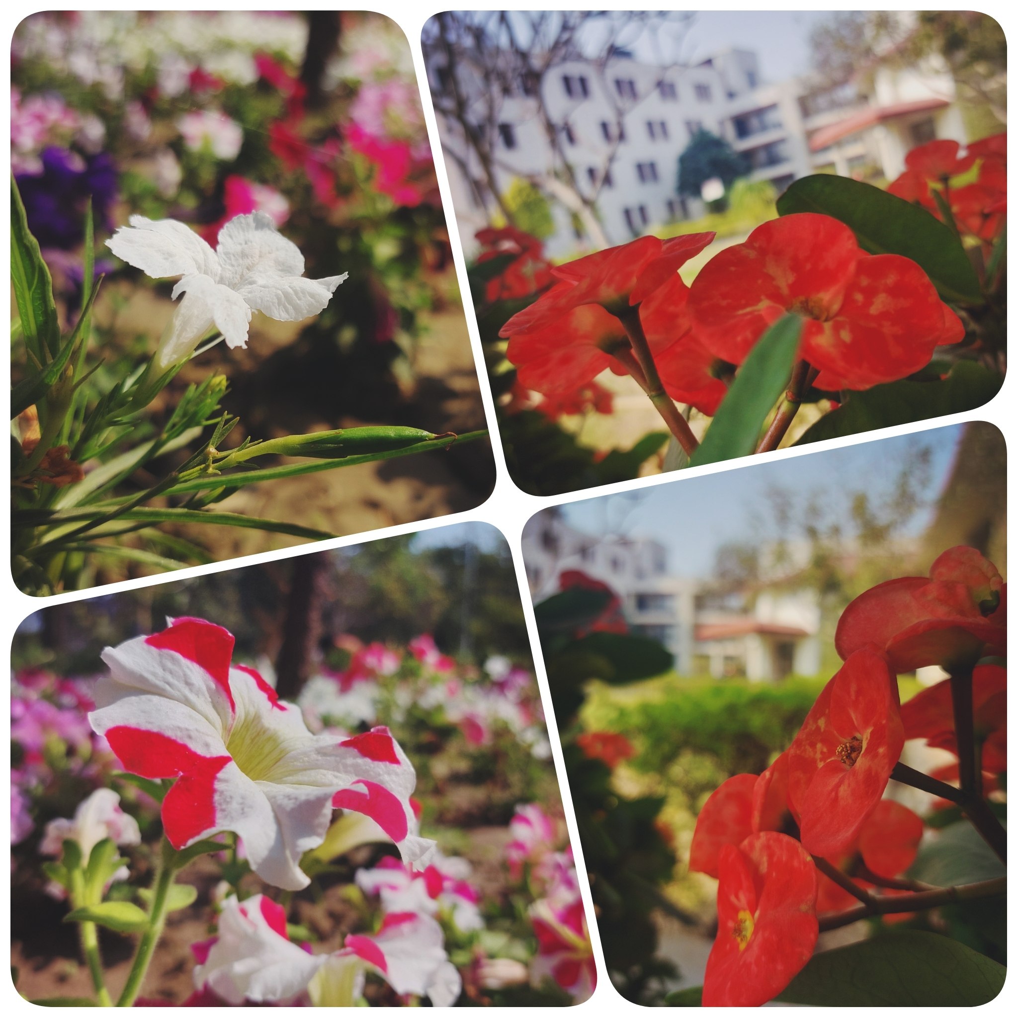 Floral Campus!